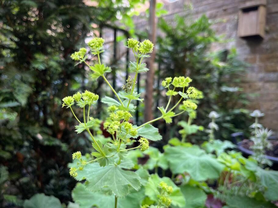 ロンドン Kings Cross, Self-Contained House & Private Gardenヴィラ エクステリア 写真