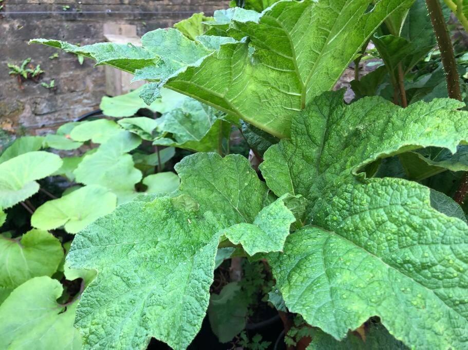 ロンドン Kings Cross, Self-Contained House & Private Gardenヴィラ エクステリア 写真