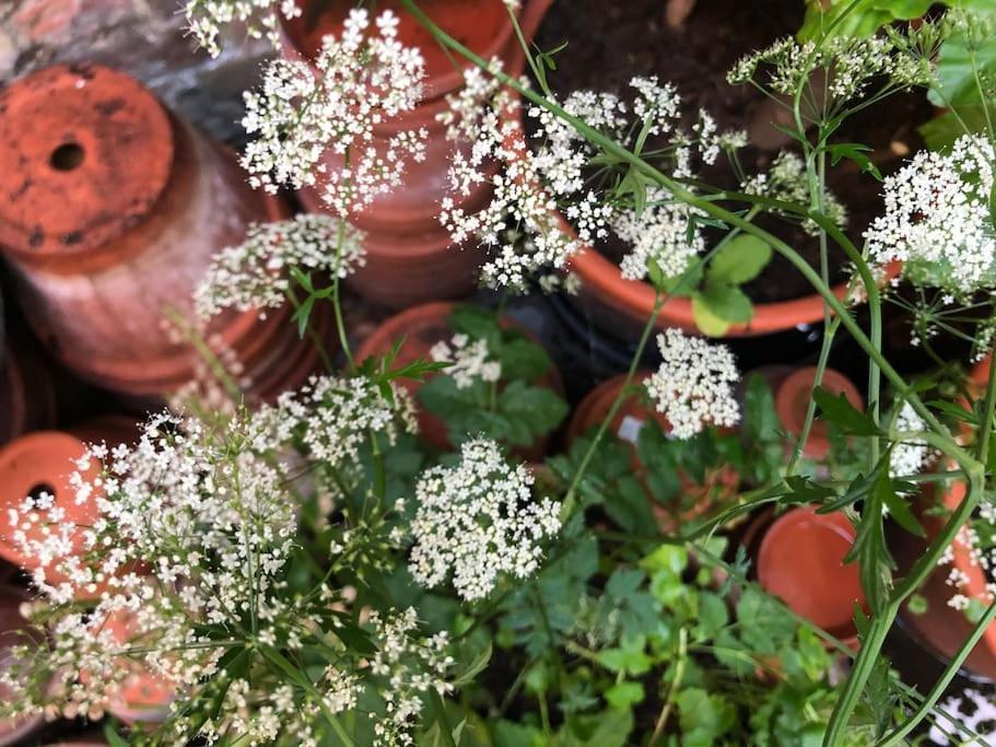 ロンドン Kings Cross, Self-Contained House & Private Gardenヴィラ エクステリア 写真